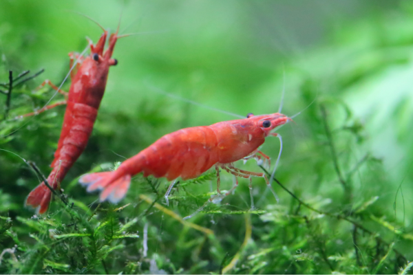 Neocaridina Shrimp Care Guide: Cherry, Blue Dream & More