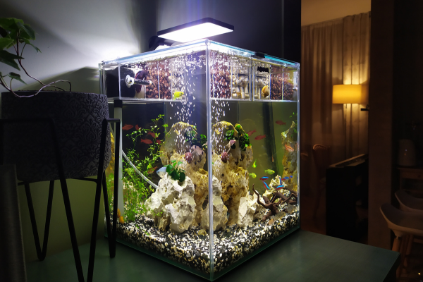 How to Cycle a Nano Shrimp Tank, Step by Step