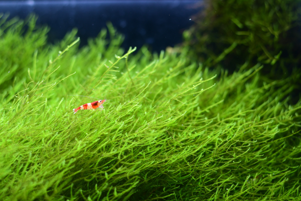 The Best Low-Tech Plants for a Shrimp Tank