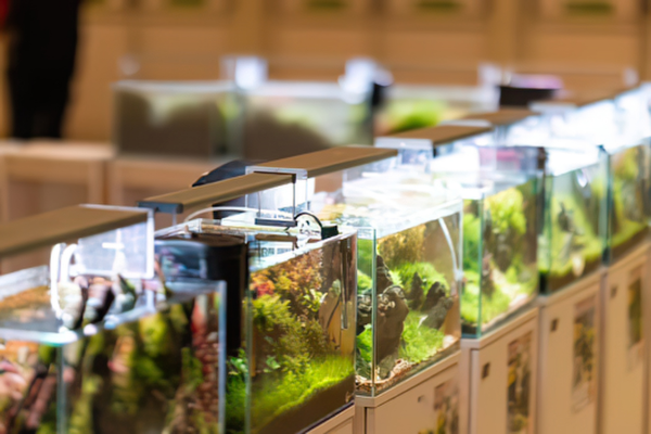 How to Choose a Nano Tank for Your Desk