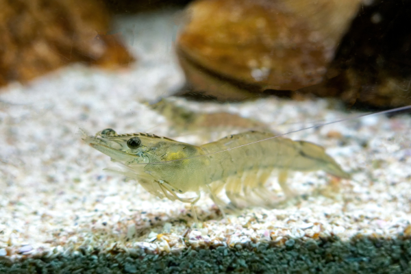 5 Beginner Mistakes That Kill Nano Shrimp