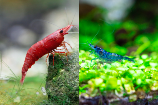 Cherry Shrimp vs Blue Dream: Which Is Easier for Beginners?