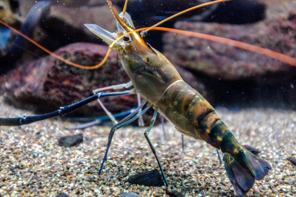 The Best Beginner Shrimp for a Low-Tech Tank