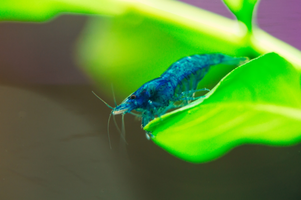Can You Mix Different Neocaridina Colors? (And Should You)