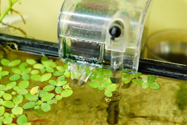 Do Shrimp Tanks Need a Filter? Low-Tech Options Explained