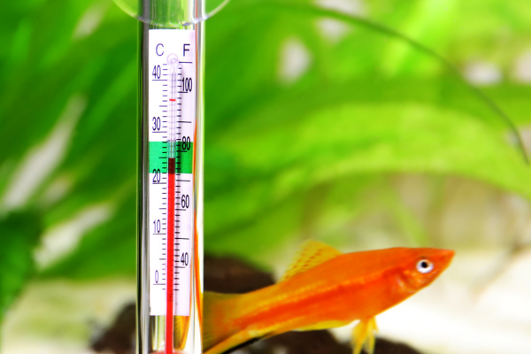 Do Nano Shrimp Tanks Need a Heater?
