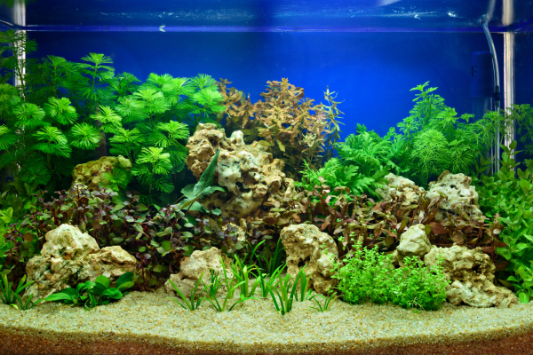 Aquascaping a Desk Tank: Simple Layouts That Look Great