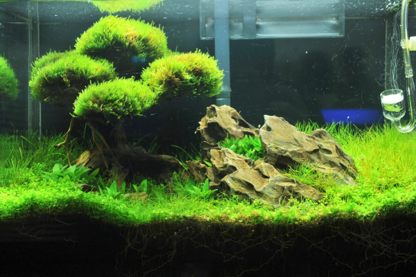 Why Moss Is the Perfect Plant for Shrimp