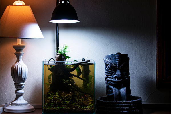 How to Plant a Nano Tank Without Special Tools