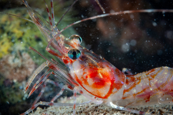 Ideal Water Parameters for Neocaridina Shrimp