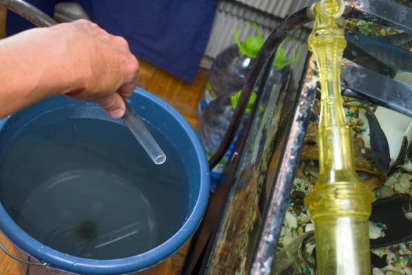 How Often Should You Do Water Changes in a Shrimp Tank?