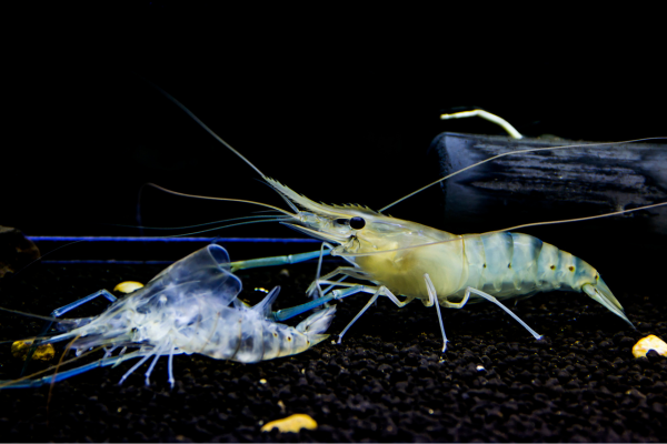 Why Is My Shrimp Molting (and When to Worry)
