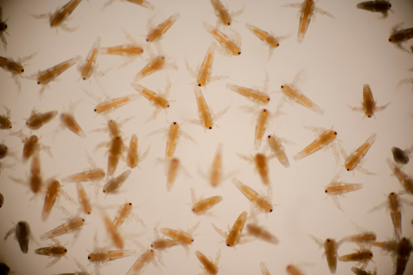 How to Tell If Your Shrimp Is Berried