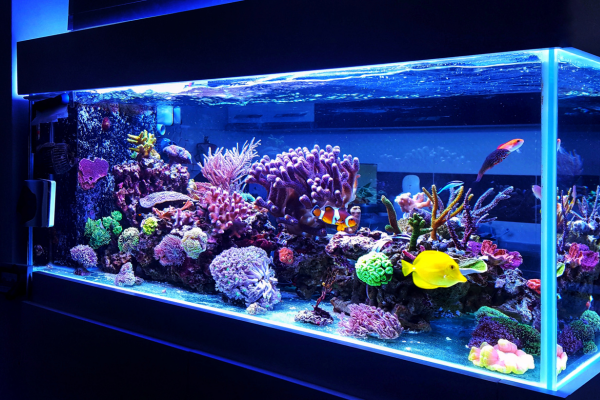 How to Choose a Light for a Low-Tech Planted Desk Tank