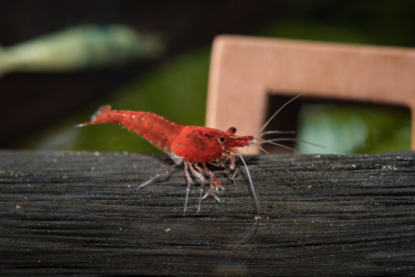 Why Are My Cherry Shrimp Dying? 7 Common Causes