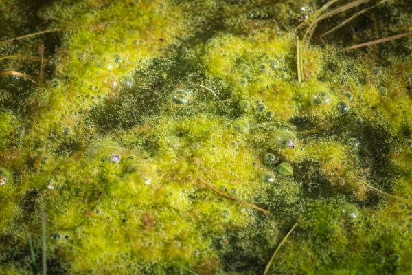 How to Get Rid of Algae in a Nano Shrimp Tank