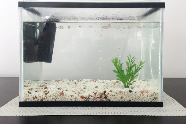 Cloudy Water in a New Shrimp Tank: Causes & Fixes