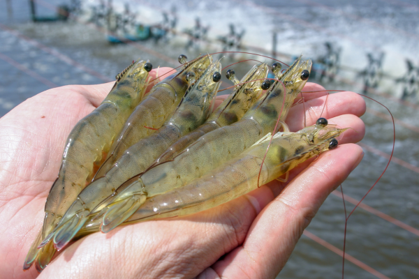 Help, My Shrimp Aren't Breeding — What to Check