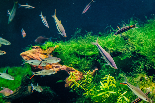 The Complete Beginner's Guide to Low-Tech Nano Shrimp Tanks